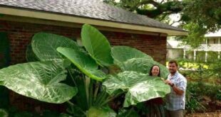 Elephant Ears Plants