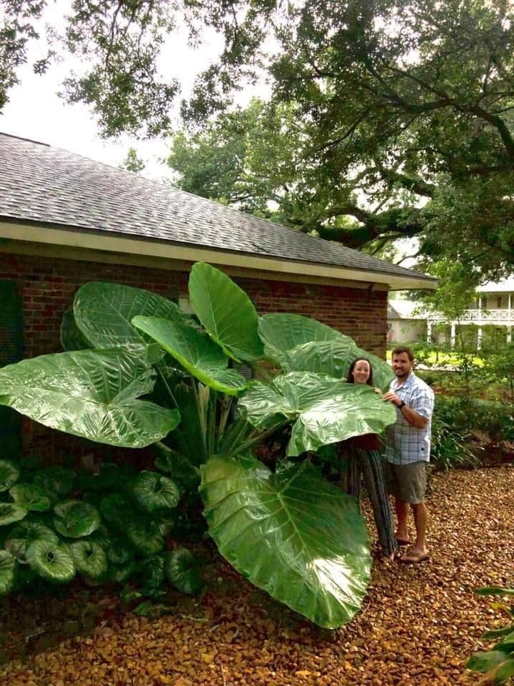 Elephant Ears Plants