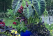 Elephant Ears Plants