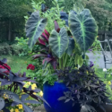 Elephant Ears Plants