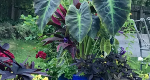 Elephant Ears Plants