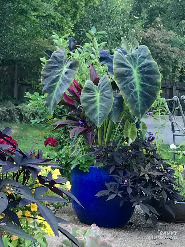 Elephant Ears Plants