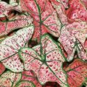 Elephant Ears Plants