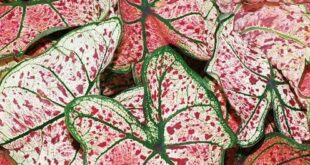 Elephant Ears Plants