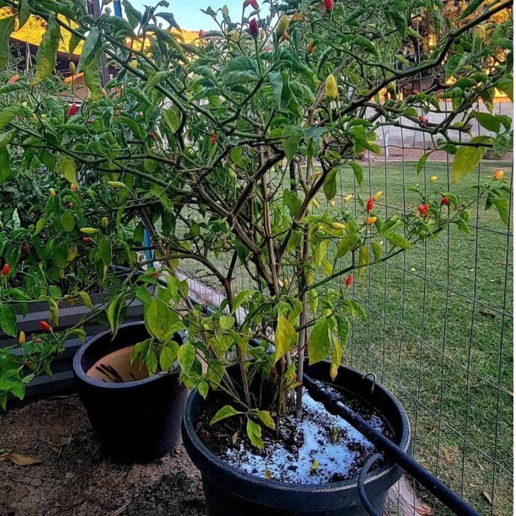 Epsom Salt For Plants