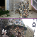 Fairy Garden Ideas