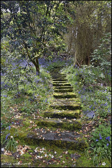 Fairy Garden