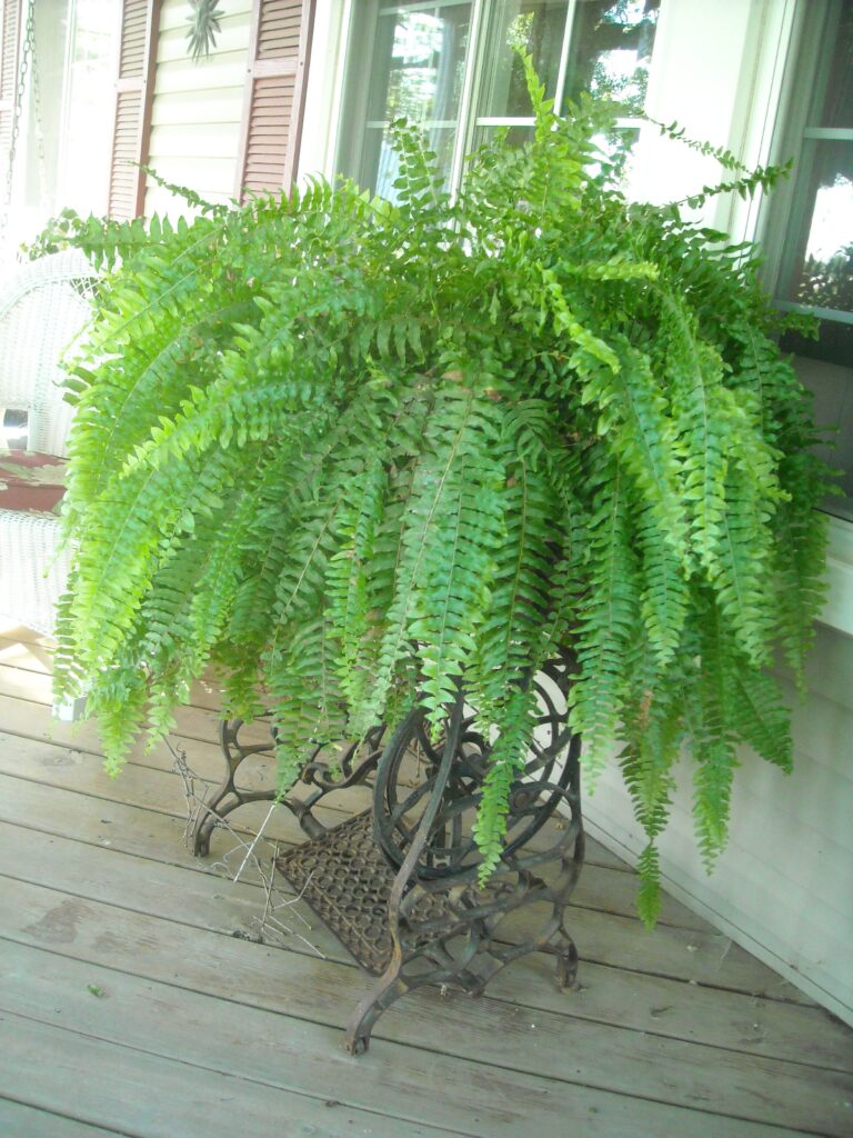 Fern Planters İdeas