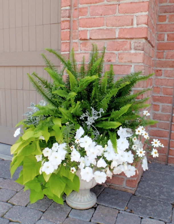 Fern Planters Ideas for Bringing Nature into Your Home