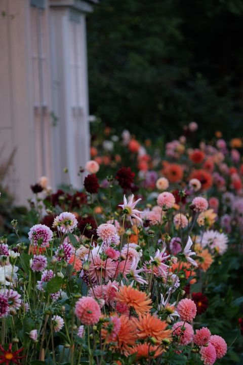 Flower Garden Blooming Paradise: A Colorful Haven of Blossoms and Greens