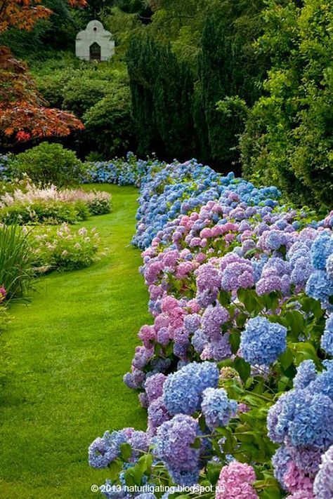 Flower Garden Colorful Blooms in a Serene Outdoor Oasis