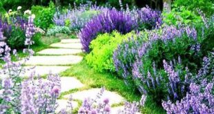 Flower Garden Ideas