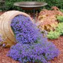 Flower Garden Ideas