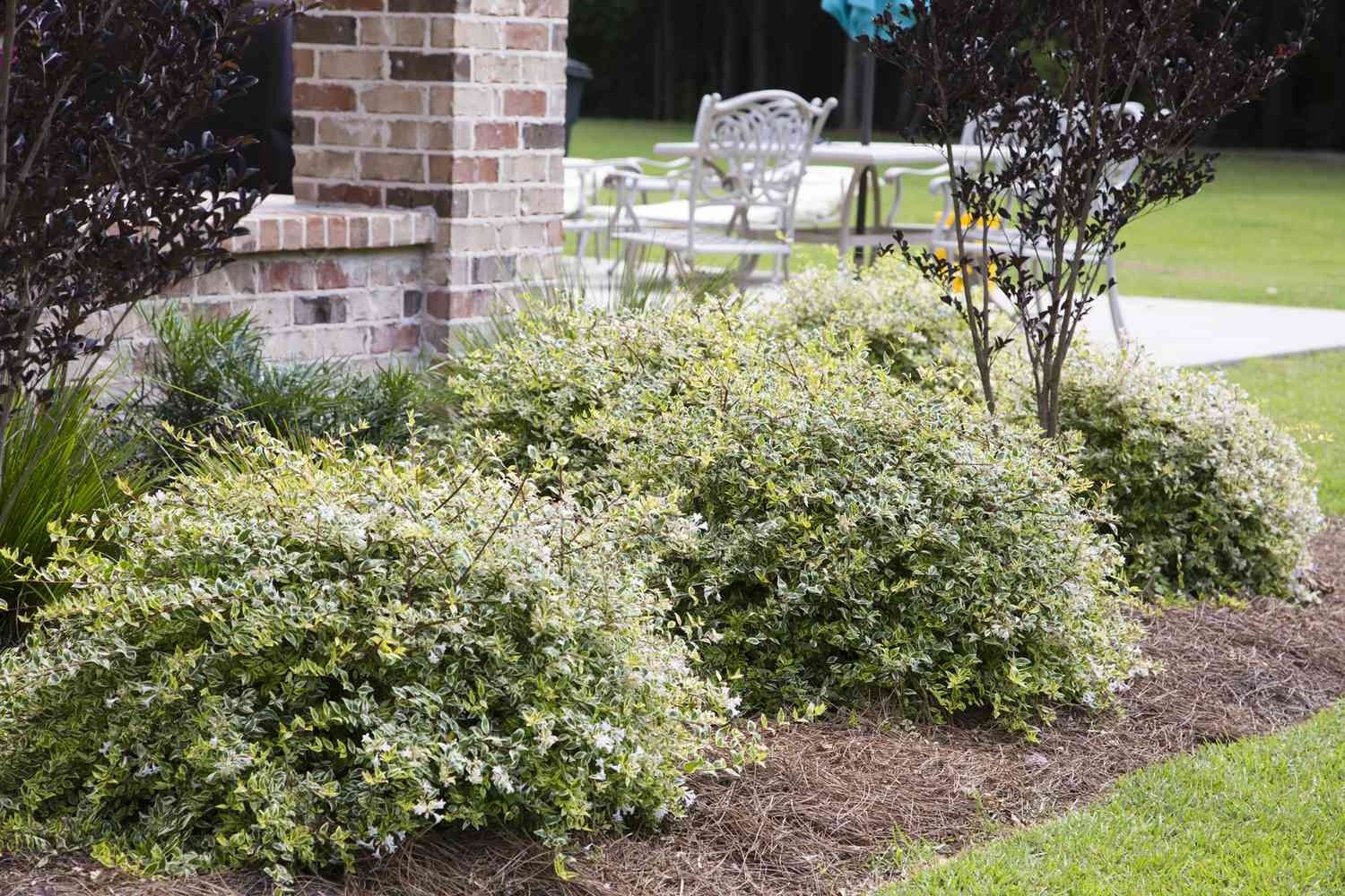 Foundation Planting Enhance Your Home’s Exterior with Beautiful Plant Accents