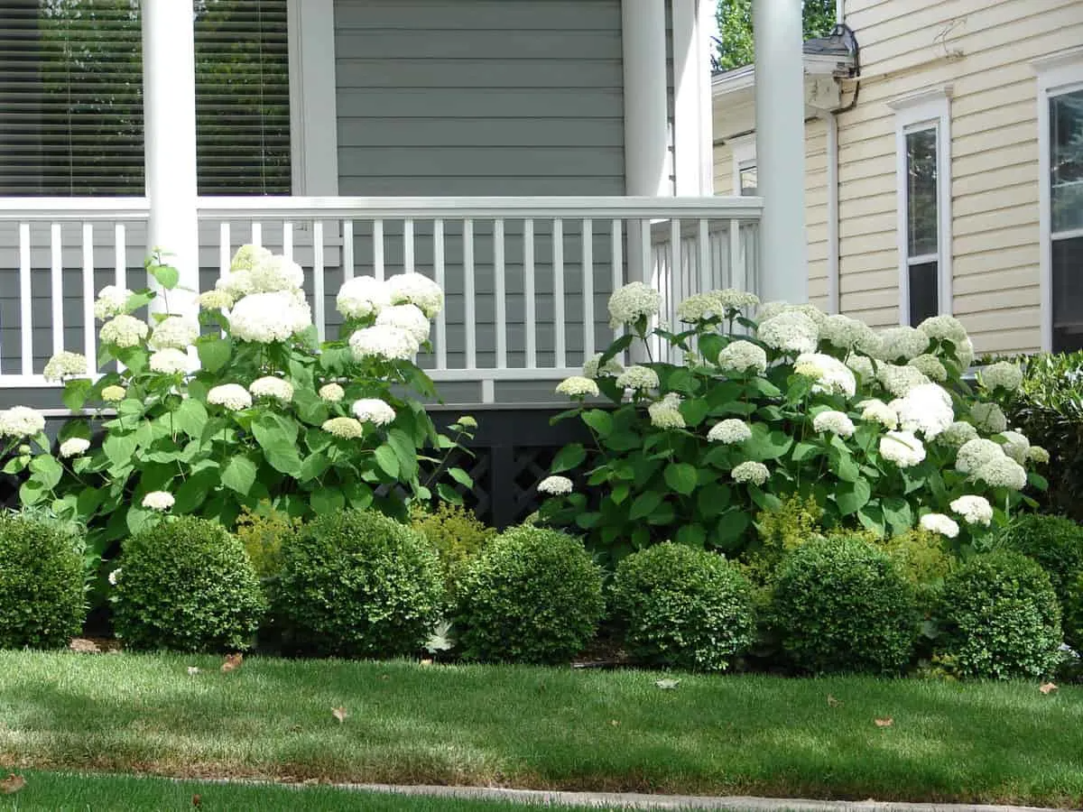 Foundation Planting: Enhancing Your Home’s Curb Appeal
