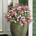 Front Porch Flowers