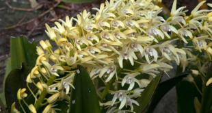 Full Sun Drought Tolerant Plants