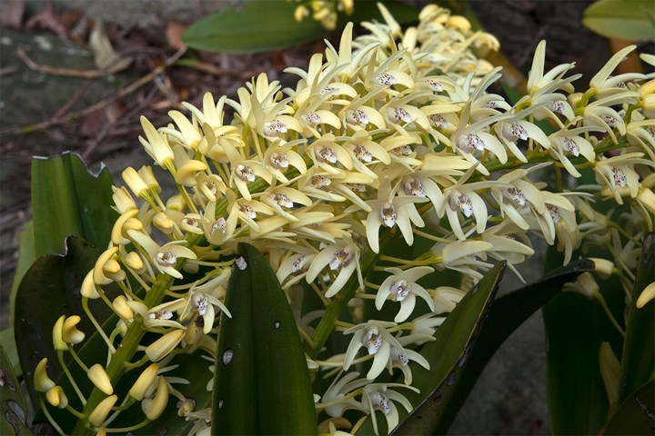 Full Sun Drought Tolerant Plants