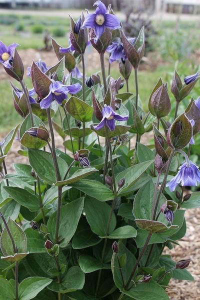 Full Sun Drought Tolerant Plants