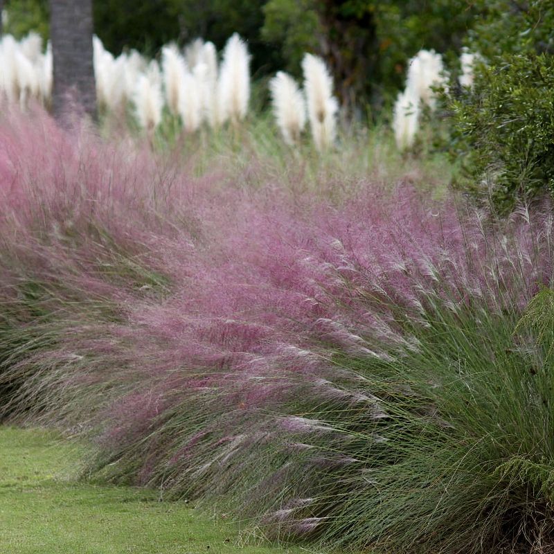 Full Sun Drought Tolerant Plants Top Drought-Resistant Plants for Sunny Gardens