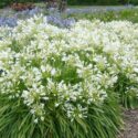 Full Sun Drought Tolerant Plants