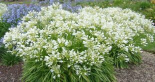 Full Sun Drought Tolerant Plants