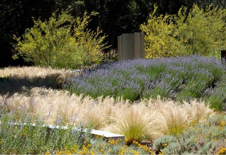 Full Sun Drought Tolerant Plants: Top Options for Your Garden