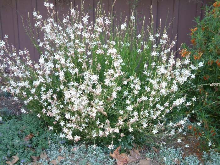 Full Sun Drought Tolerant Plants