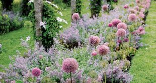 Garden Borders