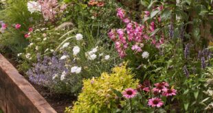 Garden Borders