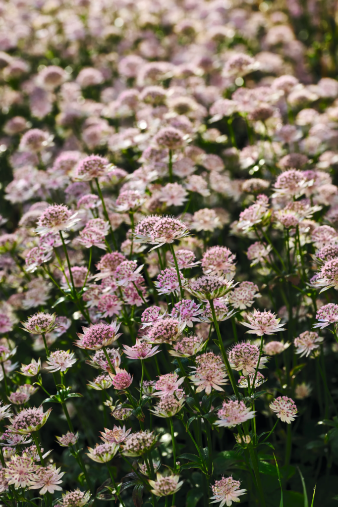 Garden Borders