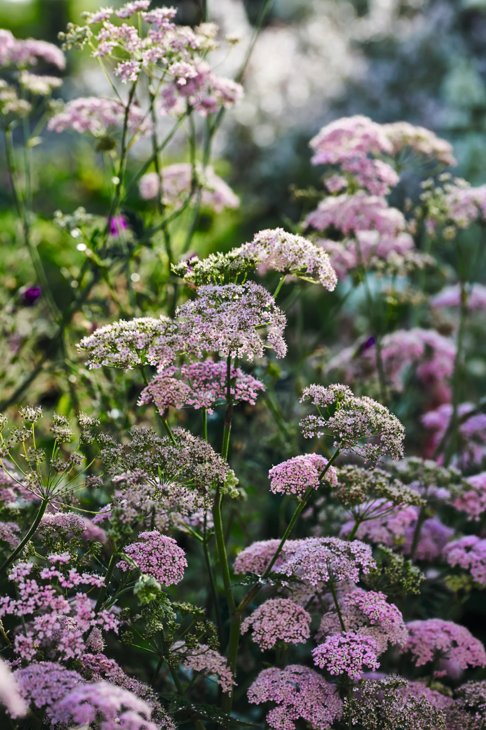 Garden Borders The Ultimate Guide