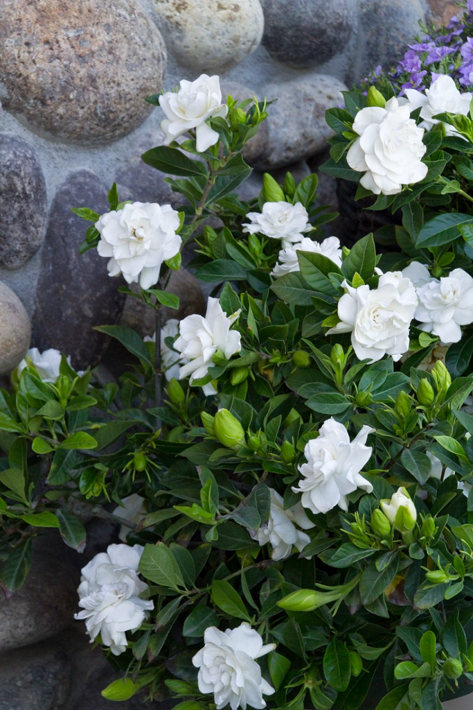 Gardenia Plant