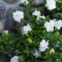 Gardenia Plant