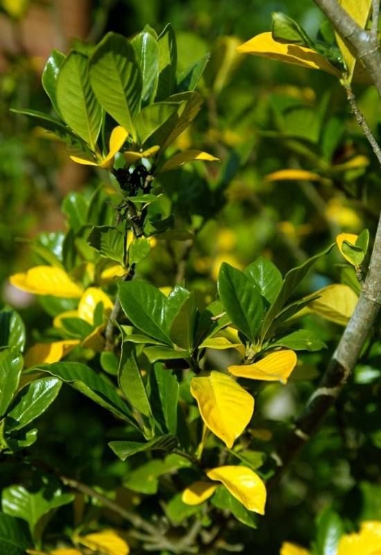 Gardenia Plant