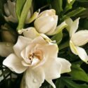 Gardenia Plant