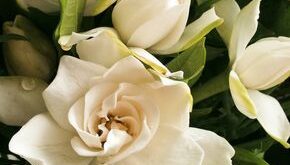 Gardenia Plant