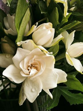 Gardenia Plant “Discover the Beauty and Fragrance of the Exquisite Gardenia Flower”