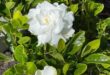 Gardenia Plant