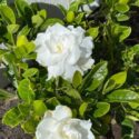 Gardenia Plant