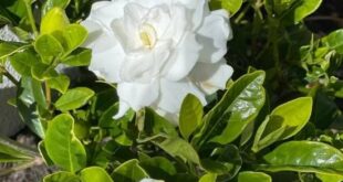 Gardenia Plant