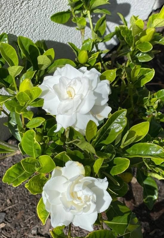 Gardenia Plant The Beautiful and Fragrant Flowering Shrub in Your Garden