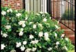 Gardenia Plant