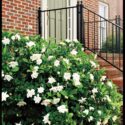 Gardenia Plant