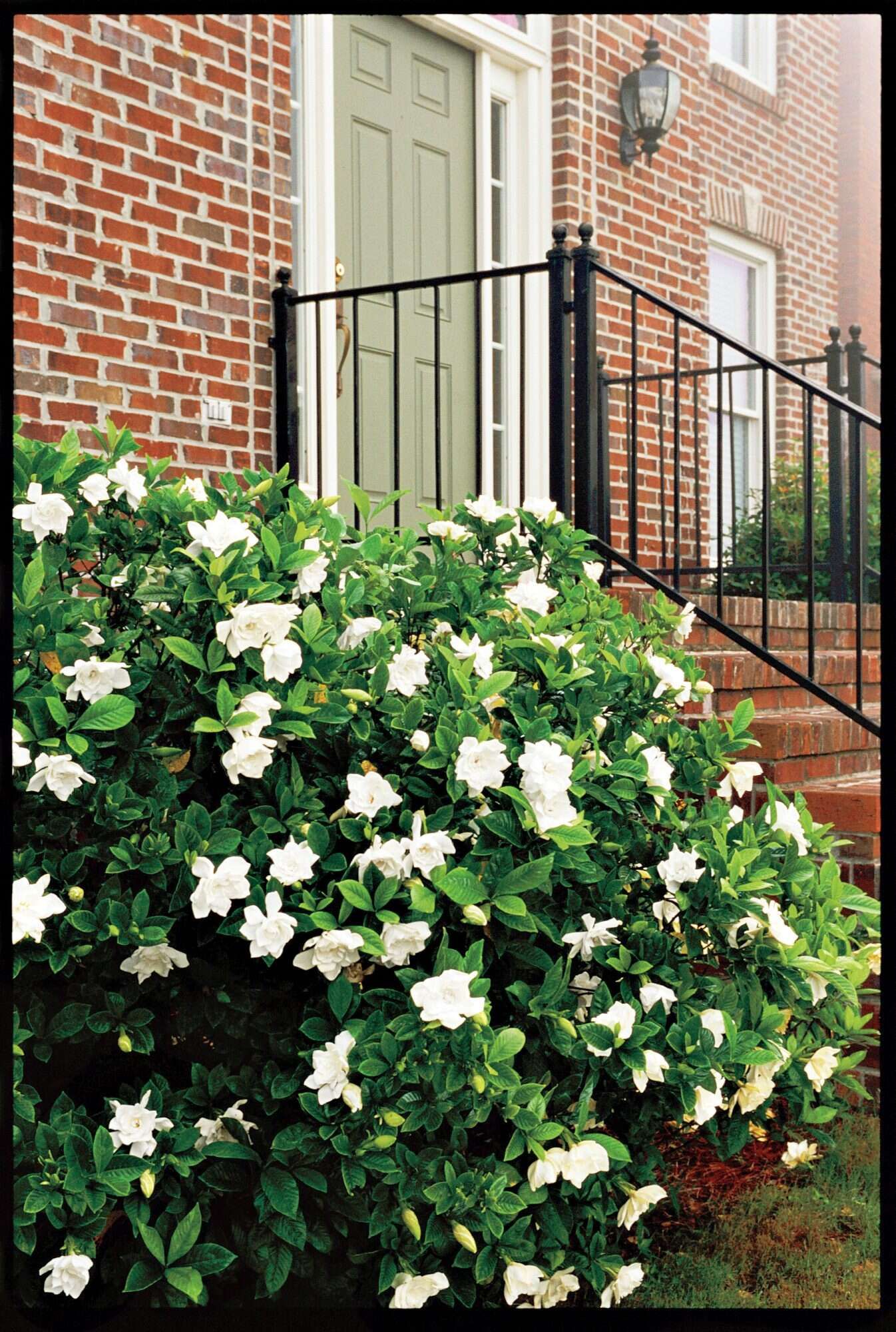 Gardenia Plant The Fragrant Flowering Beauty of Gardenias