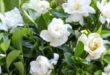 Gardenia Plant