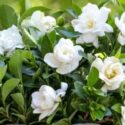 Gardenia Plant