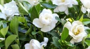 Gardenia Plant