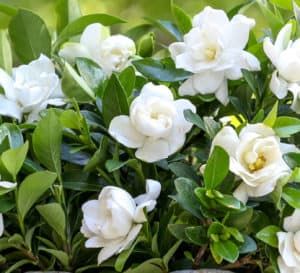 Gardenia Plant Tips for Growing the Fragrant White Flowering Plant at Home