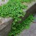 Ground Cover Plants